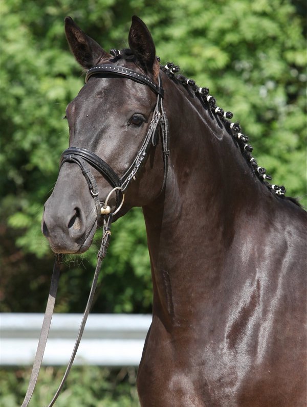 young dressage horses for sale